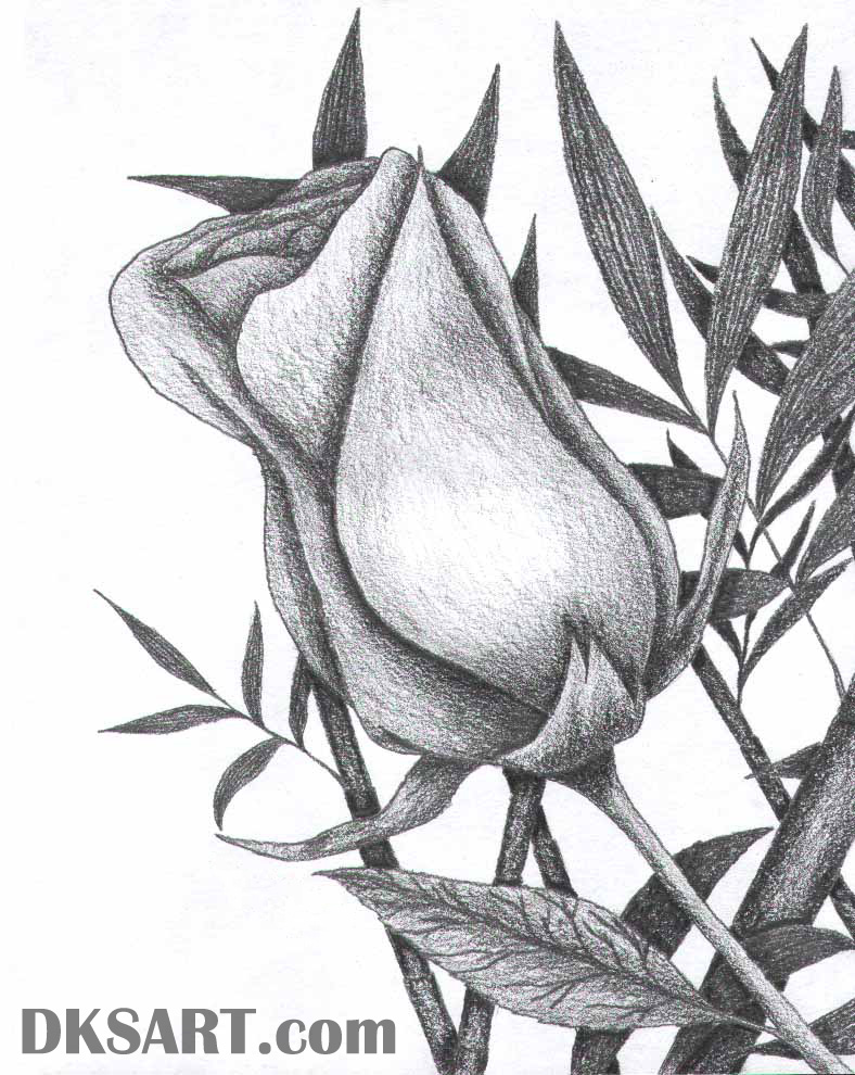 Download Artistic Pencil Drawing Of Roses And Tulips