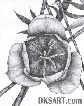 Rose tulip bamboo artistic pencil drawing