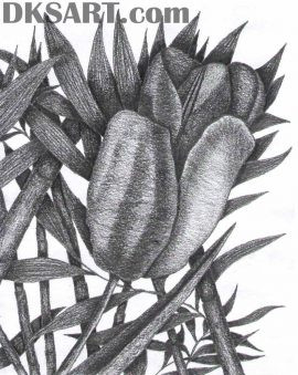 Hand drawn pencil illustration of tulips, roses and bamboos