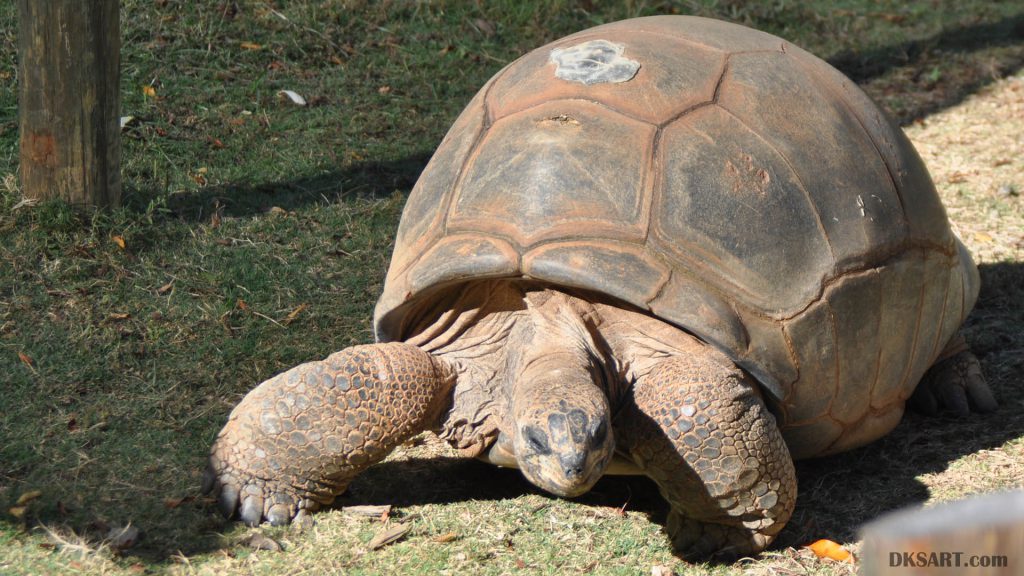 Aldabra Giant Tortoise