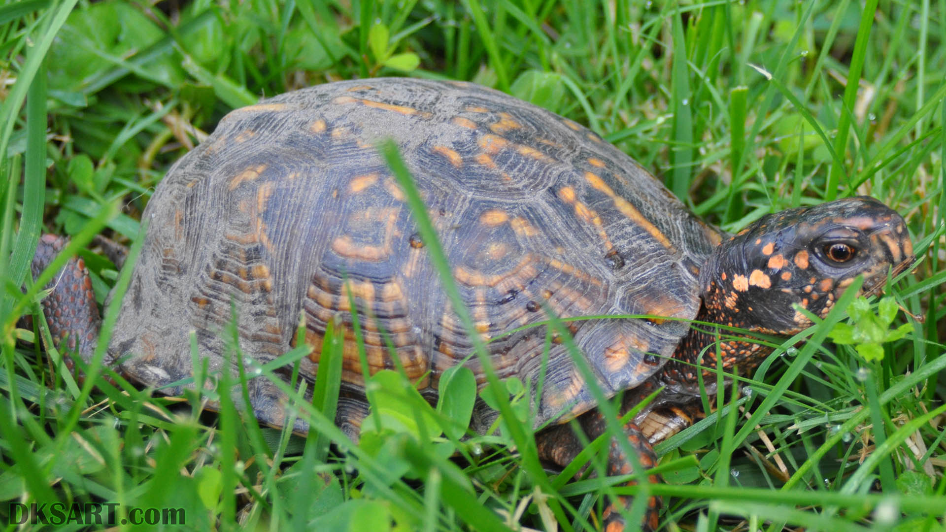 Box Turtle Walking In The Grass