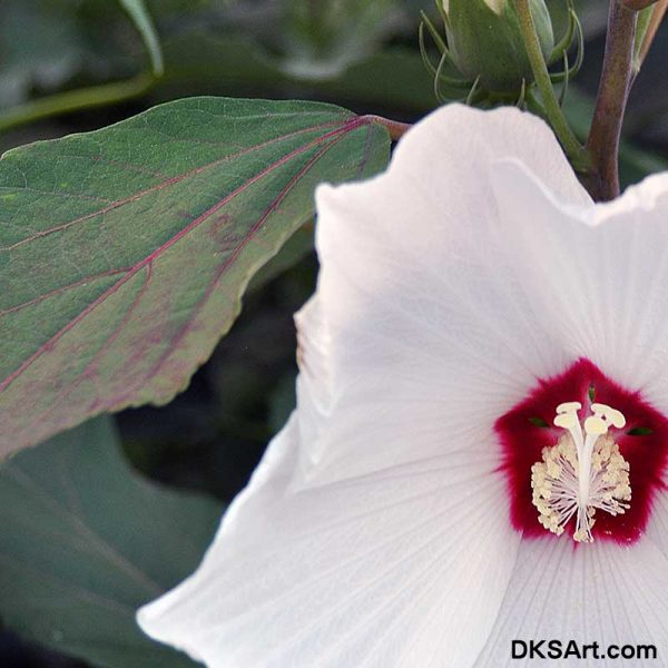 White Hibiscus Flower - Image 2