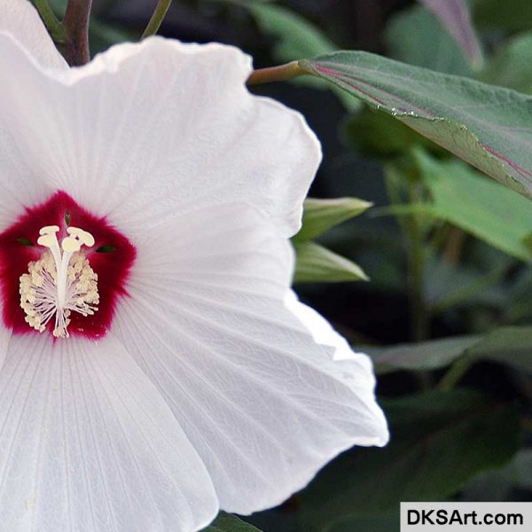 White Hibiscus Flower - Image 3