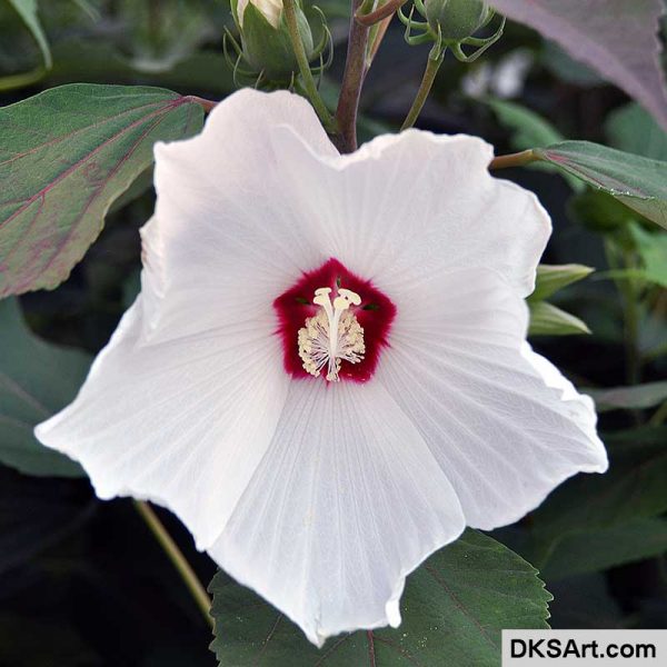 White Hibiscus Flower