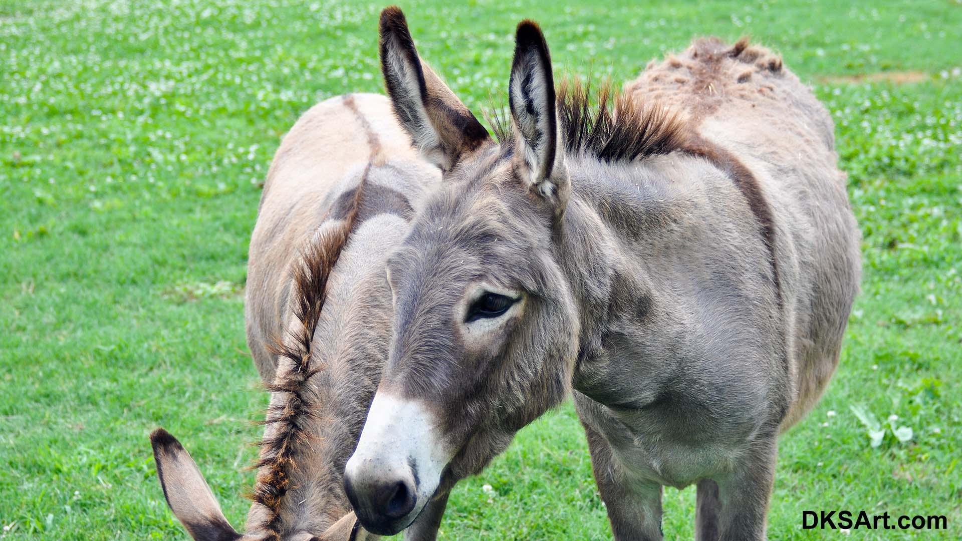 Donkey Eating Grass In A Field