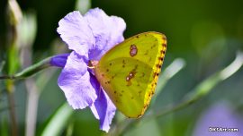 Close up photograph of beautiful yellow butterfly