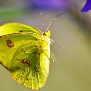Photograph of yellow butterfly flying next to a flower