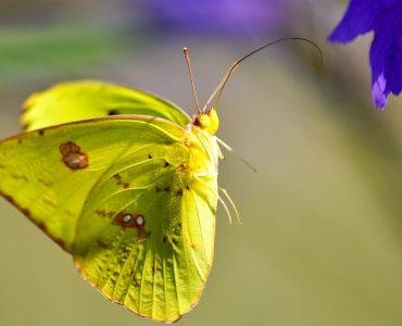 Photograph of yellow butterfly flying next to a flower