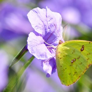 Yellow Butterfly (Phoebis Sennae, the Cloudless Sulphur) Sitting On A Flower insect photography
