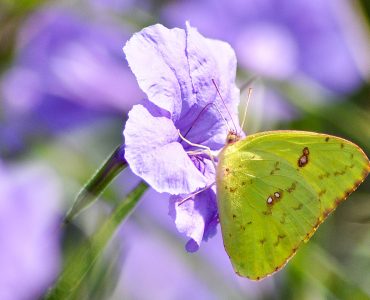 Yellow Butterfly (Phoebis Sennae, the Cloudless Sulphur) Sitting On A Flower insect photography