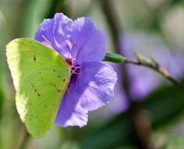Photograph of a yellow butterfly sitting inside a flower drinking nectar
