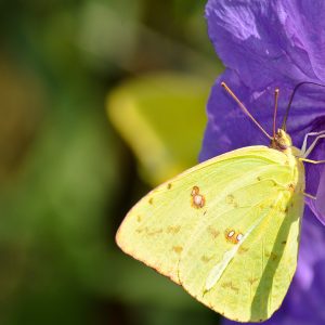 Photograph of a yellow butterfly sitting inside a Mexican Petunia flower drinking nectar