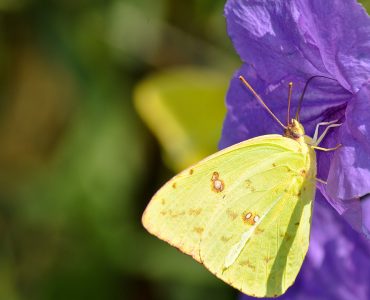 Photograph of a yellow butterfly sitting inside a Mexican Petunia flower drinking nectar