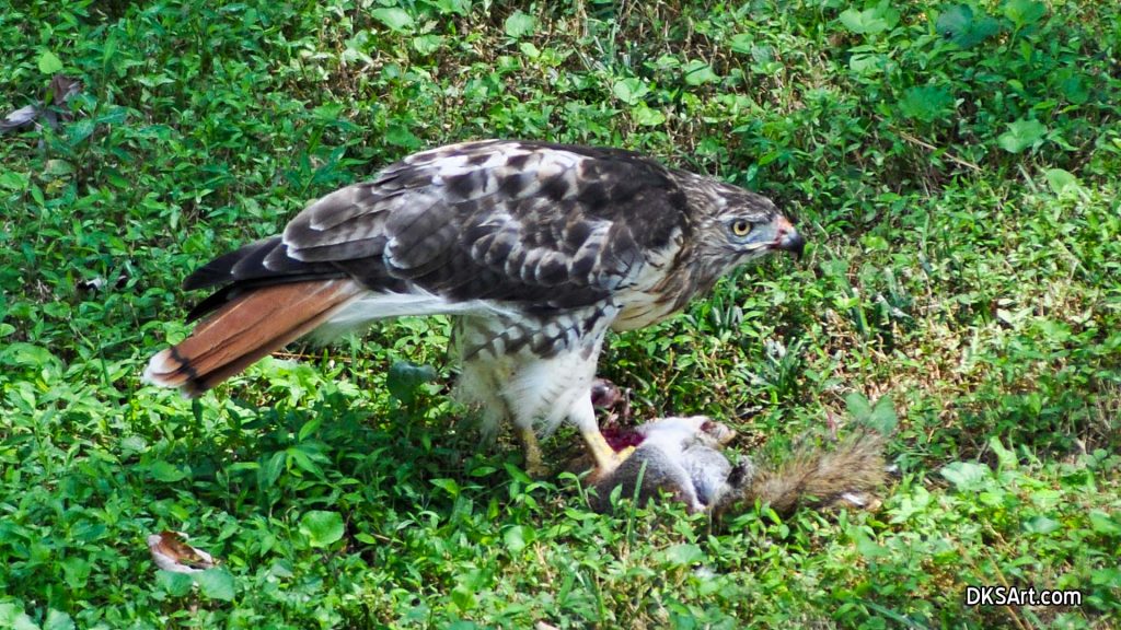 Photograph of Red Tailed Hawk eating squirrel
