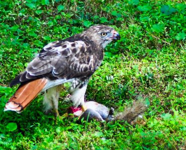 Red Tailed Hawk Eating Squirrel