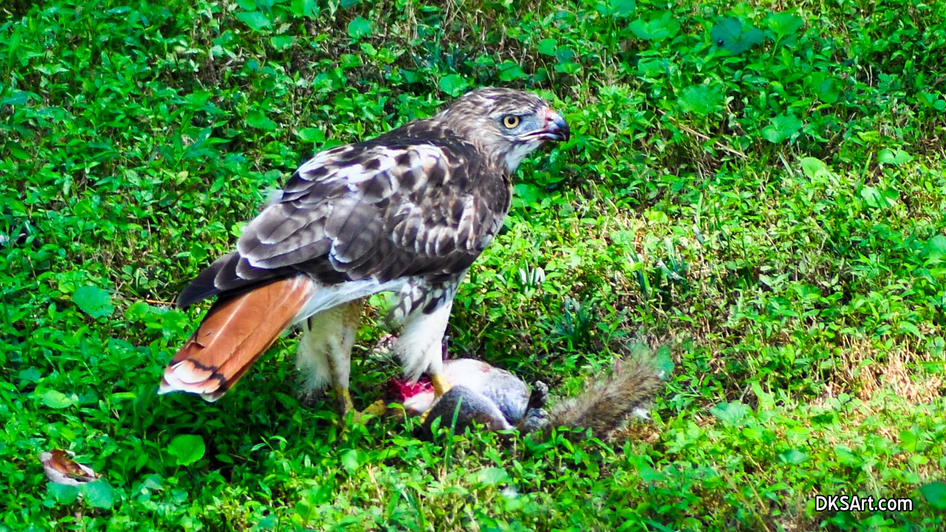 red tailed hawk eating