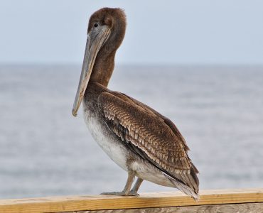 Brown pelican on a pier in Florida
