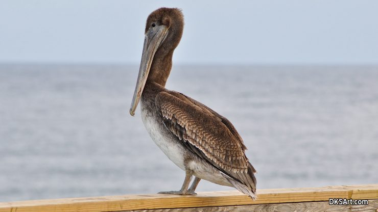 Brown pelican on a pier in Florida