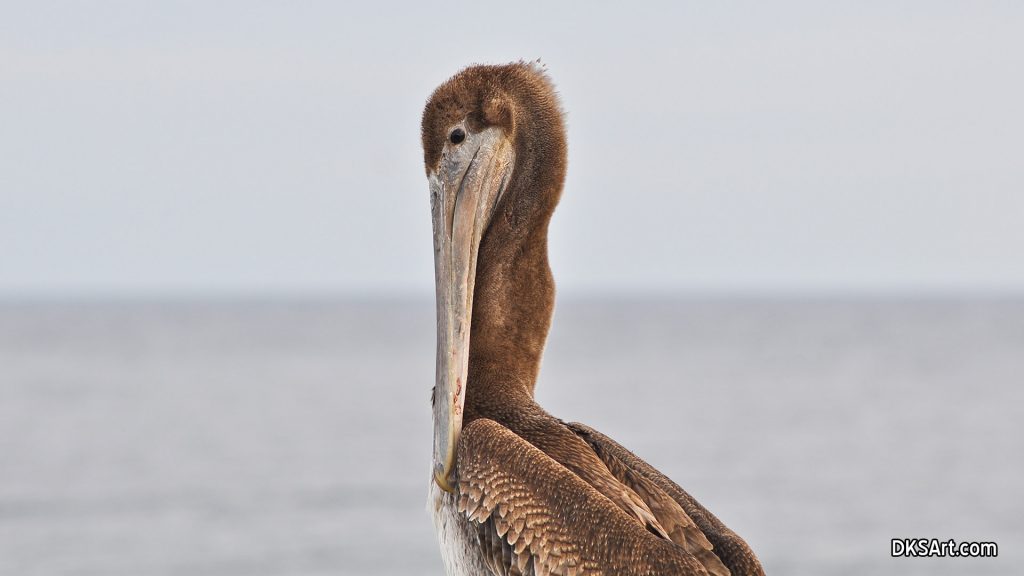Brown pelican sitting on pier in Florida