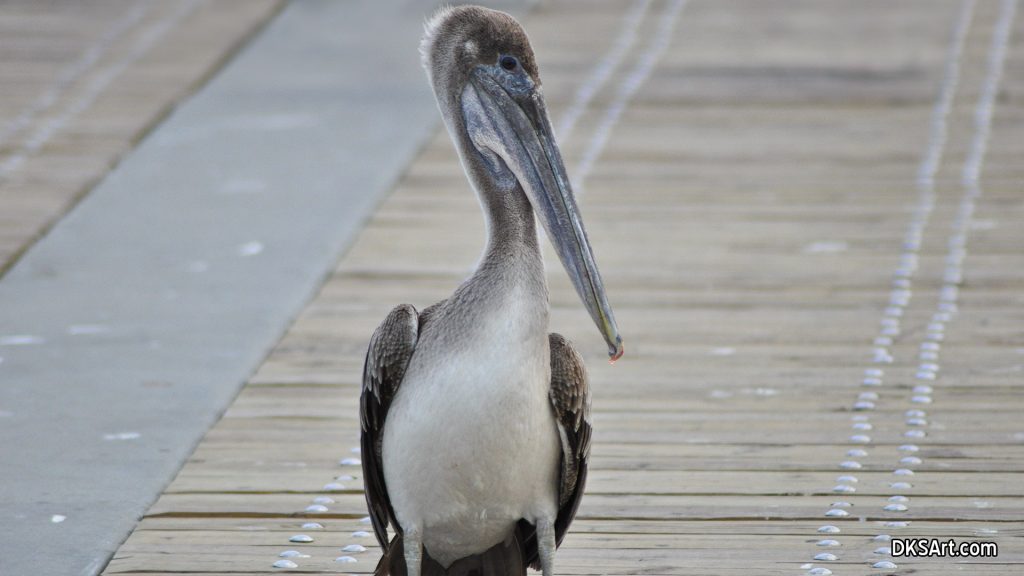 Brown pelican walking on pier in Florida