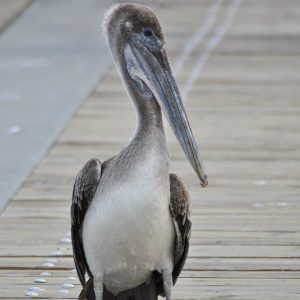 Brown pelican walking on pier in Florida