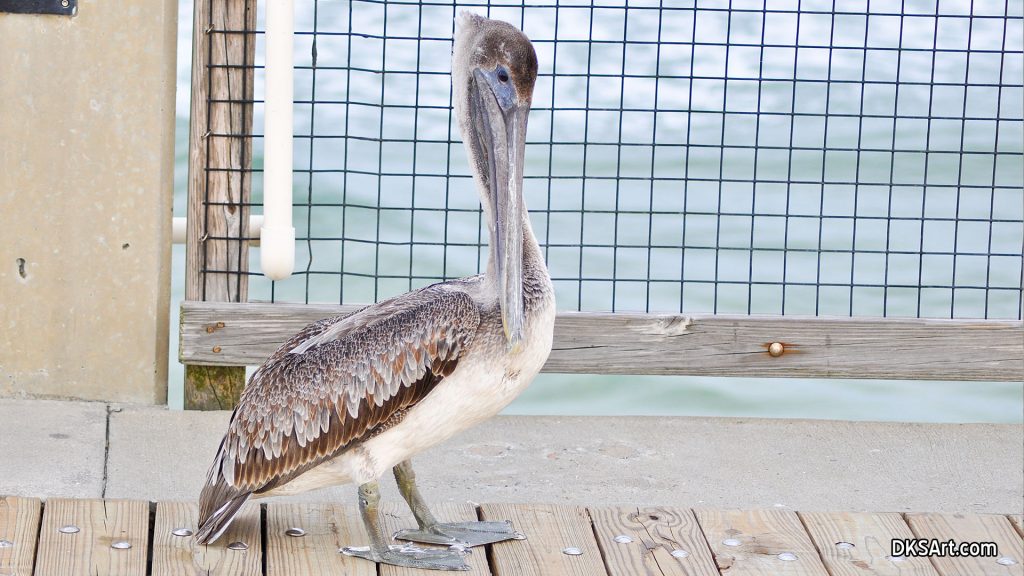 Brown pelican on pier in Florida