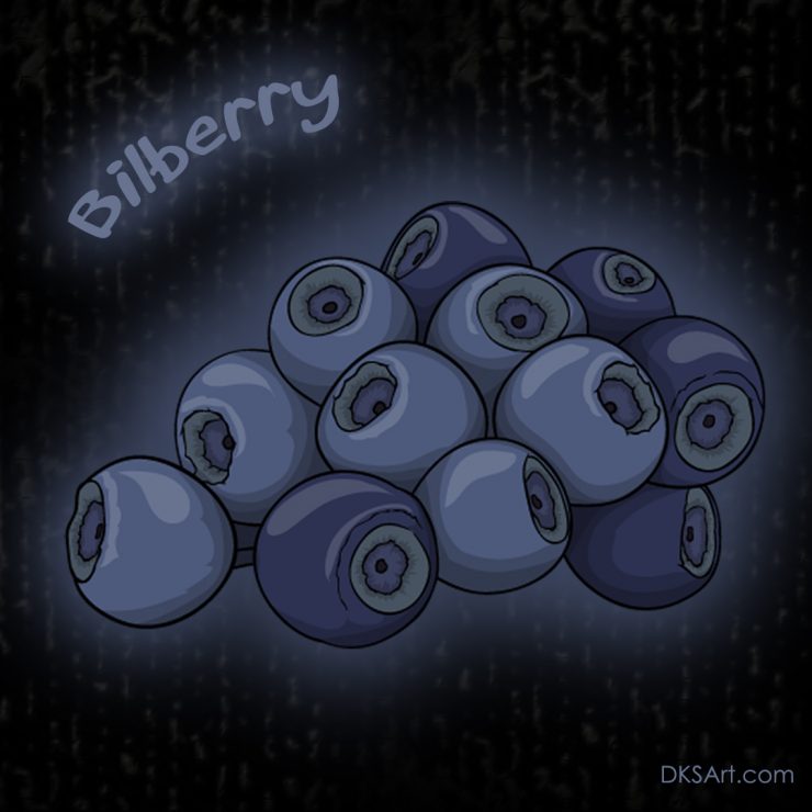 Bilberry fruit drawing used for kids coloring book