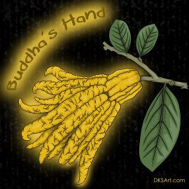 Digital illustration of buddhas hand fruit