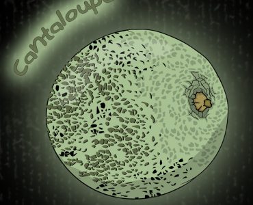 Cantaloupe illustration used for kids coloring book