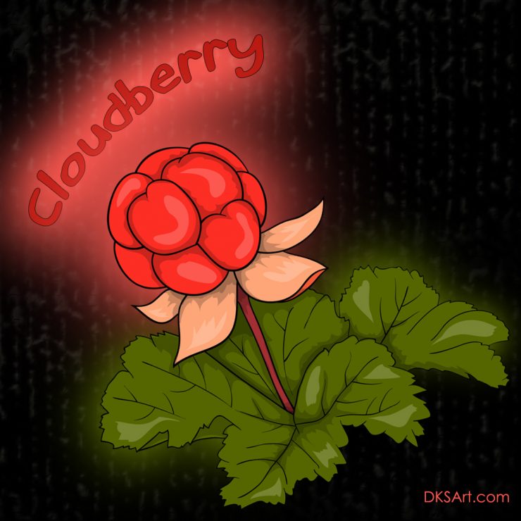 Cloudberry illustration for kids coloring book