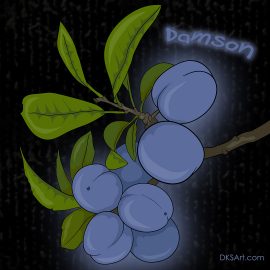 Illustration of Damson fruit