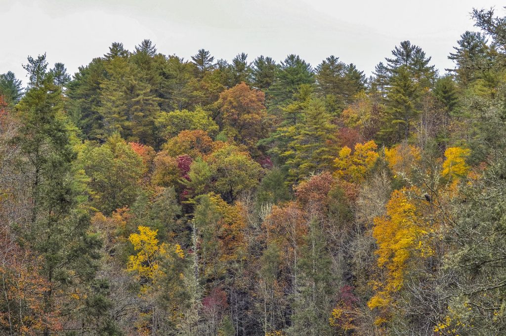 colorful fall trees in the forest