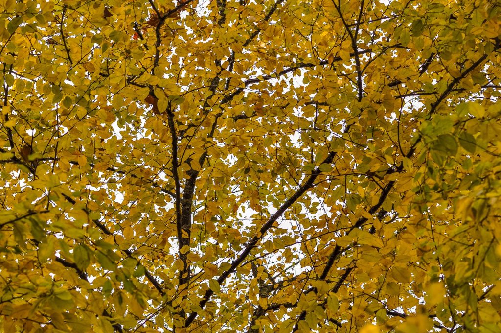 leaf on a tree colorful