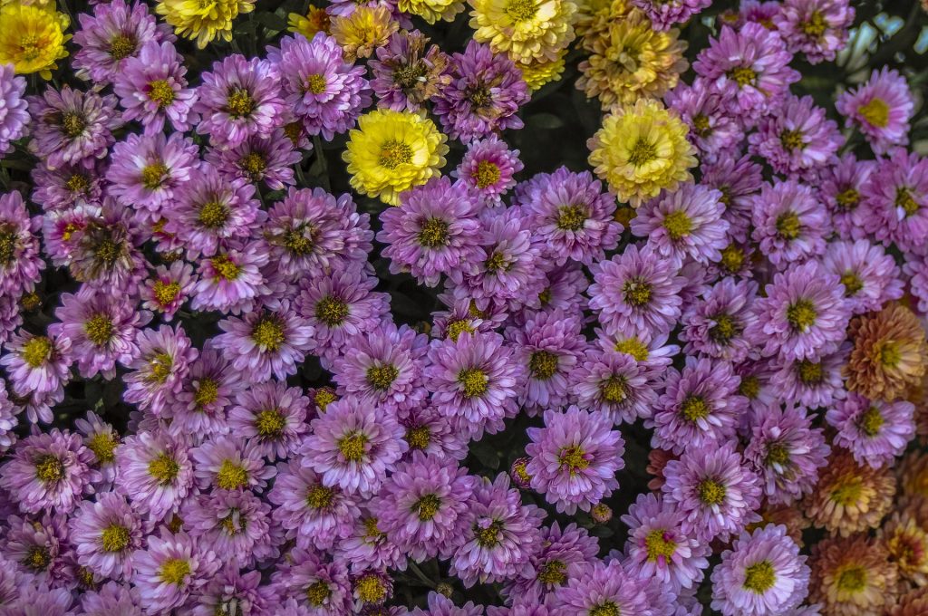 pretty flowers at North Carolina Arboretum