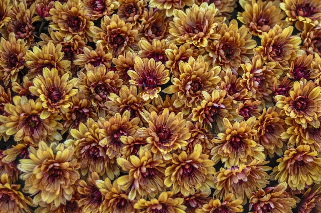 close up flower photo at North Carolina Arboretum