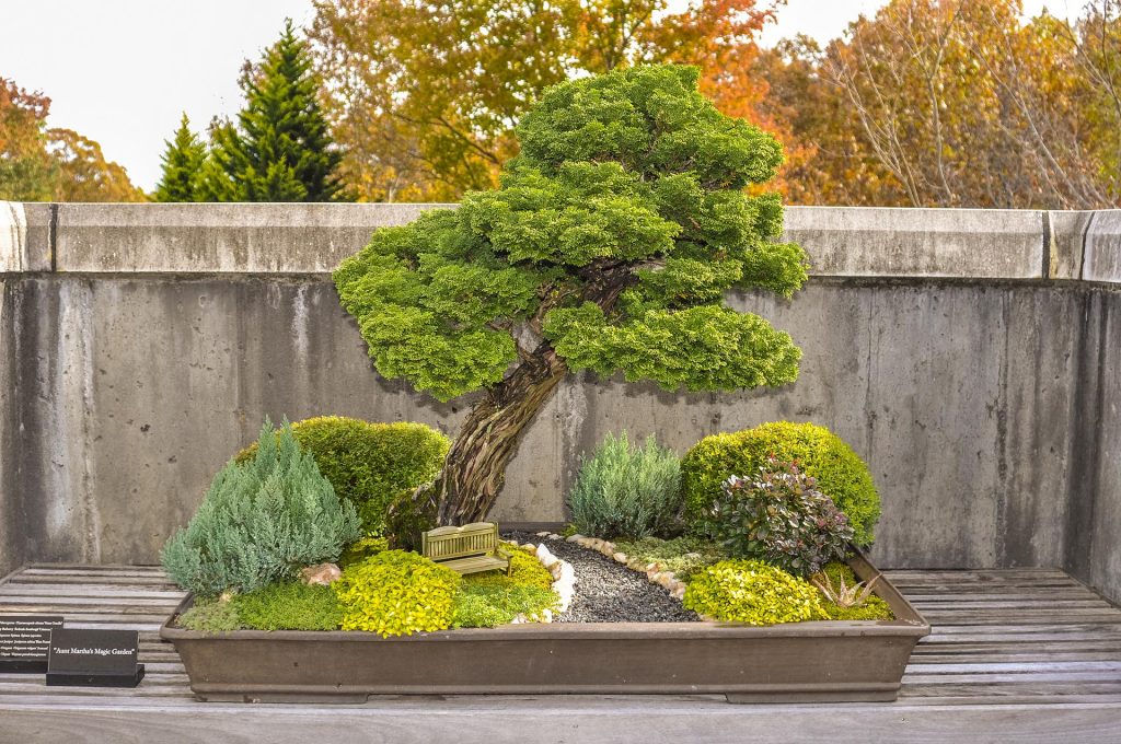 bonsai tree at North Carolina Arboretum